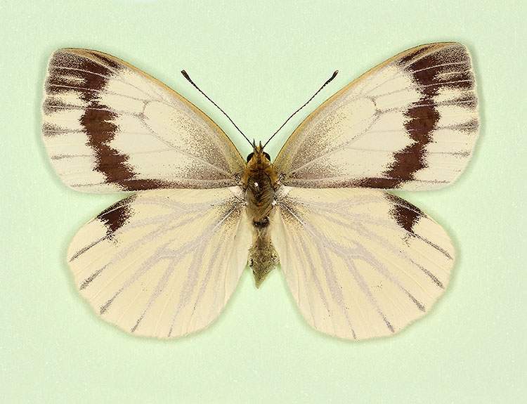 Pieris napi female (aberrant form interjuncta) (Internet Image property of respective owner, non-commercial use only)